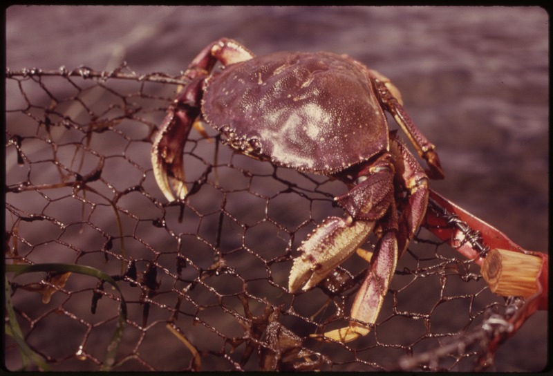 Crabs Galore: From Fisherman to Pulsars