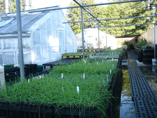 Plants on a Hot Green Roof