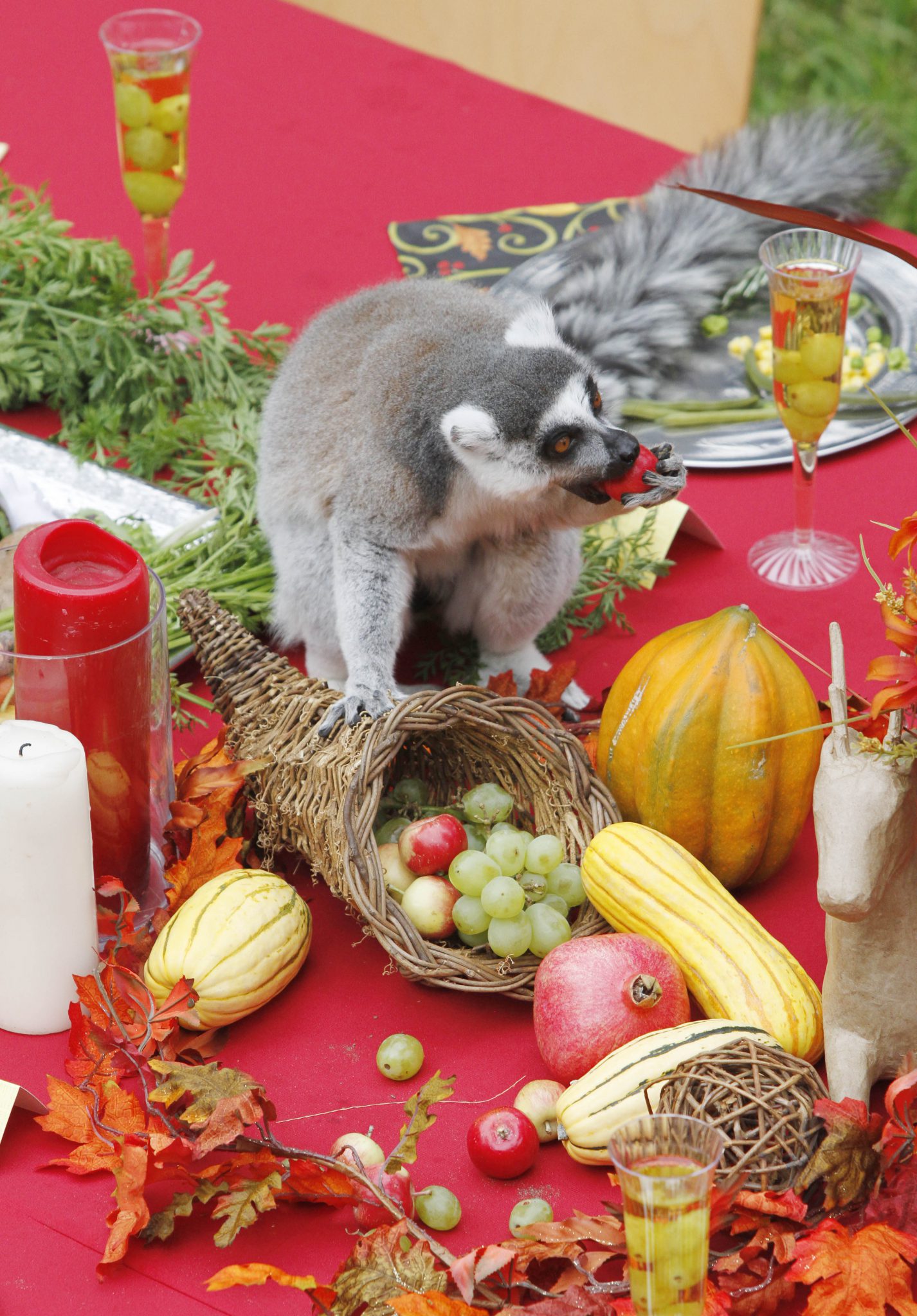 Thanksgiving Lemur Lessons