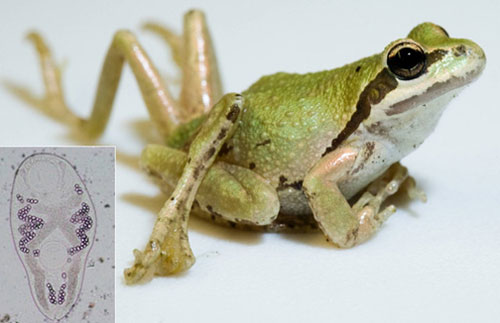 What zombie snails and teenage mutant frogs tell us about ecosystems