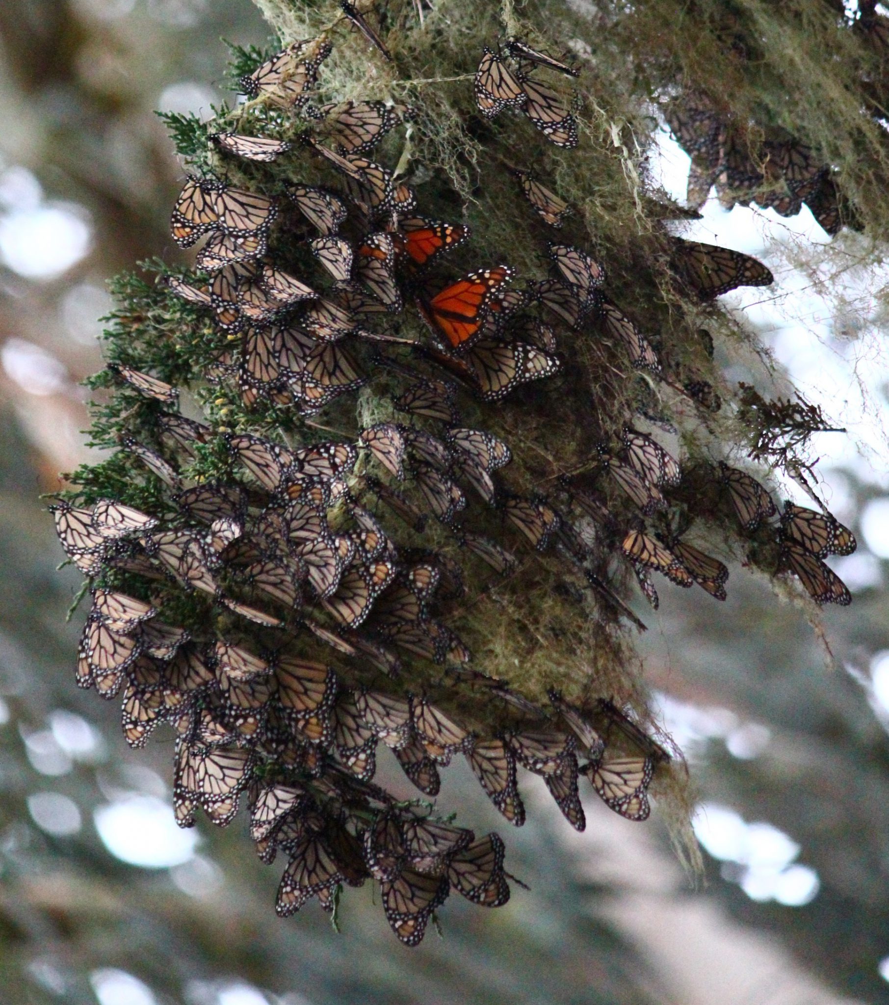 Two migrations, both alike in dignity (and genetic fingerprints)