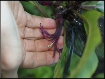 Can non-native birds save plants from extinction?