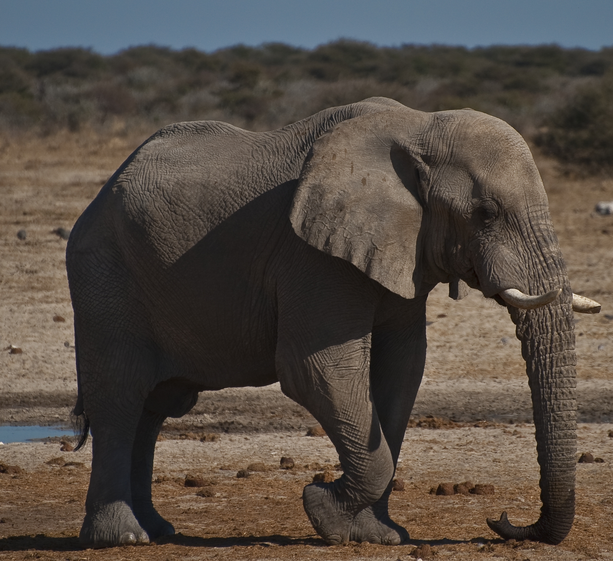 Touching Sound: Elephant rumbles inspire hope for the deaf