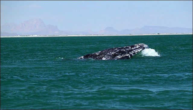 Gray whales again, for the first time