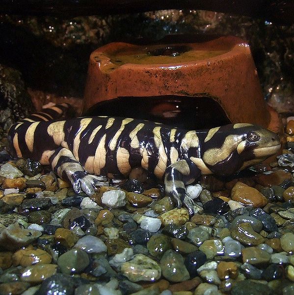 The Eye of the Tiger Salamander