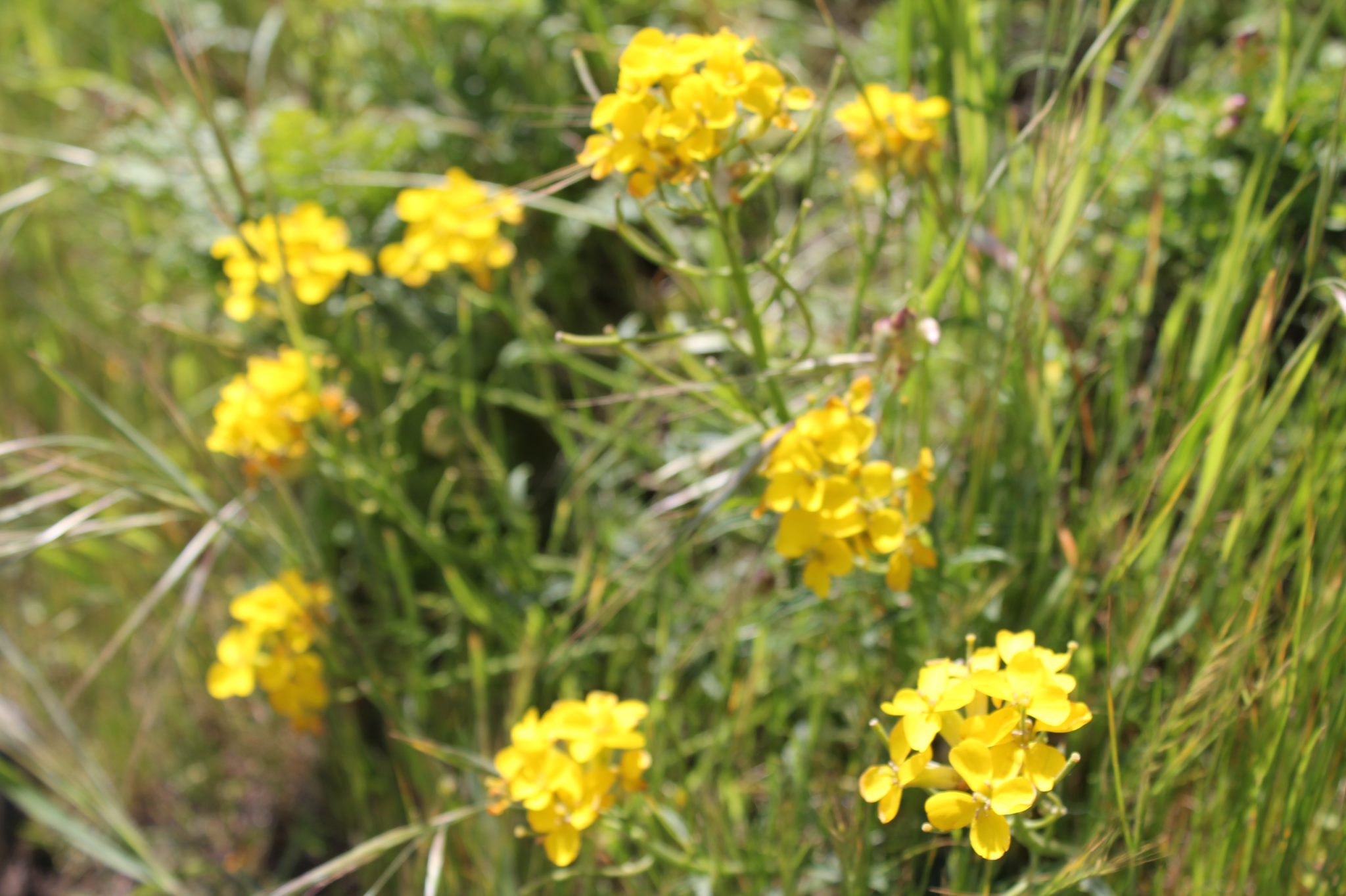 California’s Botanical Spring Fling