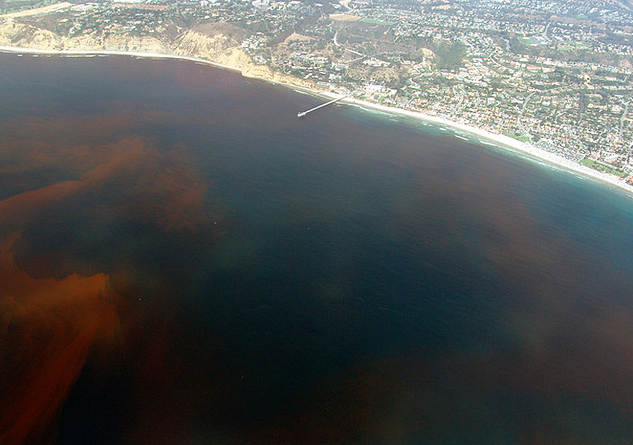 Sourcing Monterey Bay’s Red-Tide