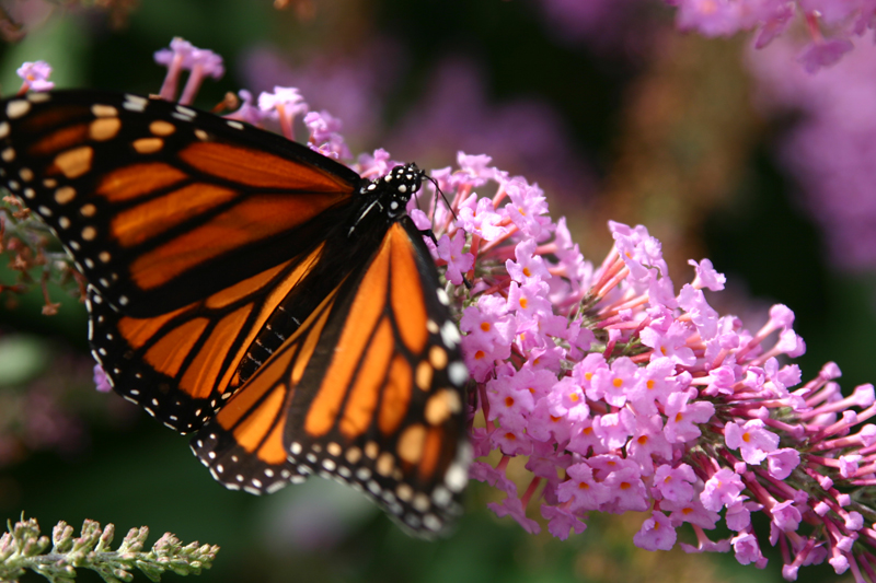 The Amazing Monarch Butterfly