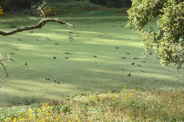 It Came From the Lake: The Rise of Toxic Cyanobacteria