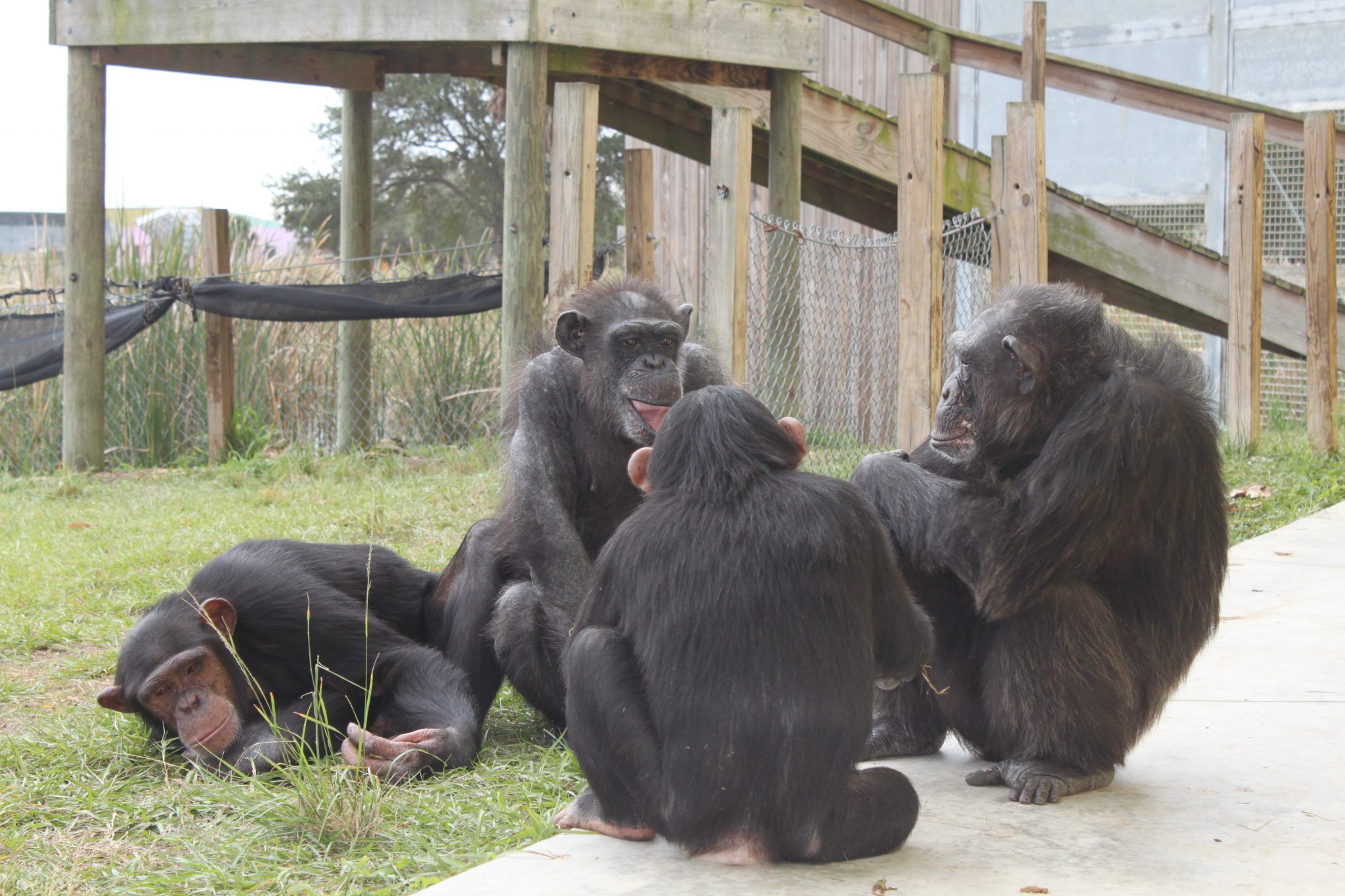 Sanctuary for Rescued Chimps