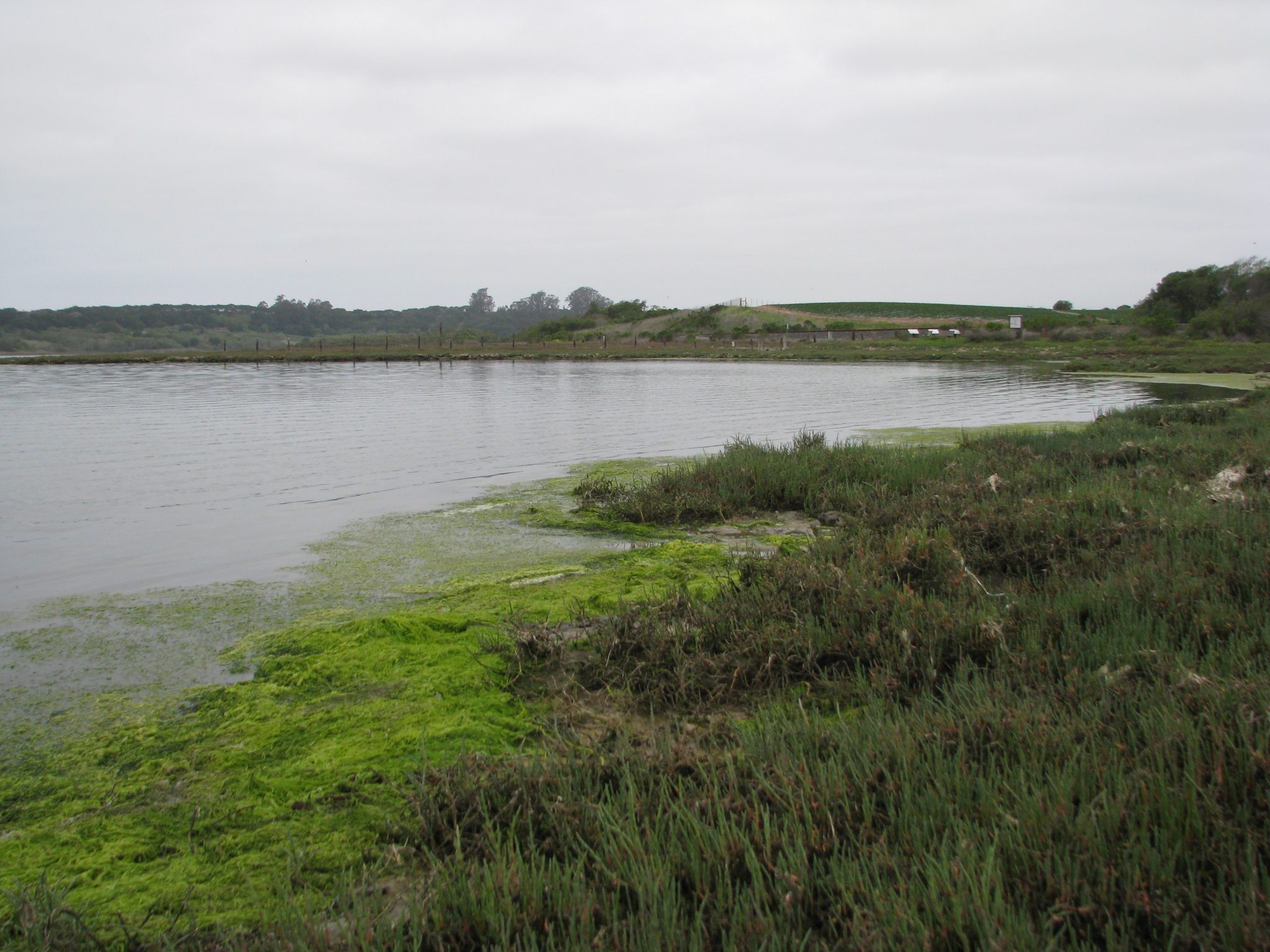 Field Trip to Elkhorn Slough