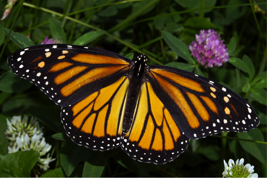 Long Live the Monarch, an Ambassador for Nature