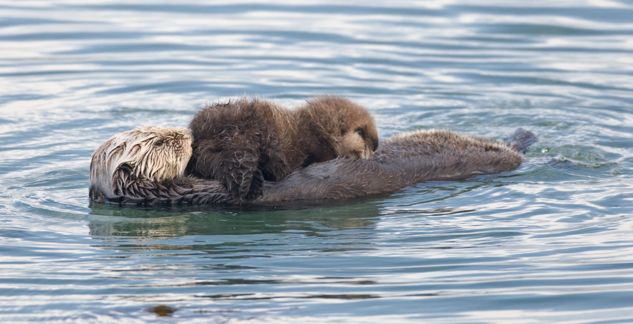 The Dark Side of California Sea Otters