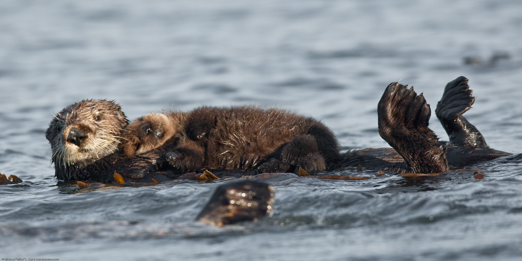 Tough life for otter moms