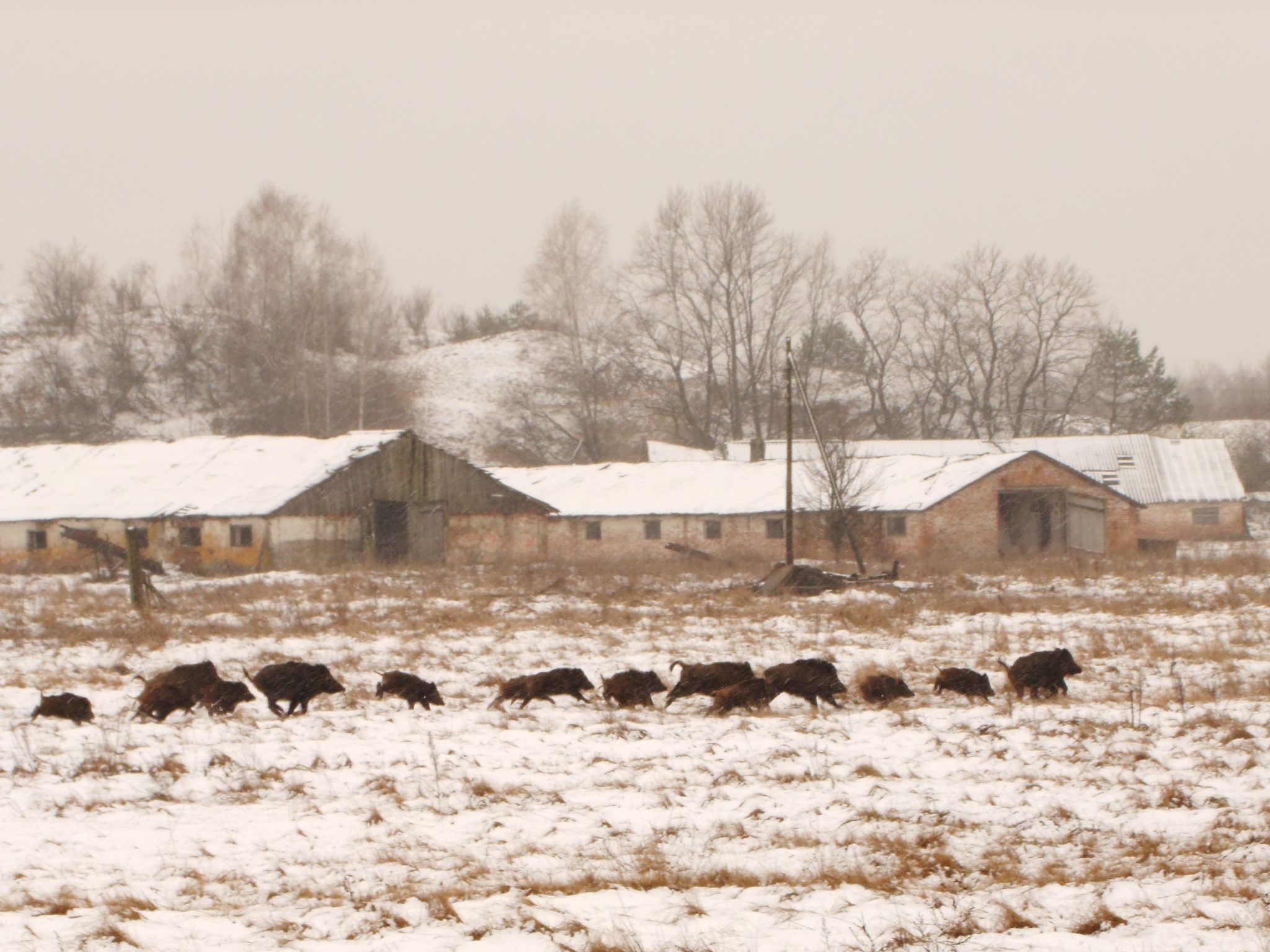 Tracking wildlife in Chernobyl: The emotional landscape of a disaster zone