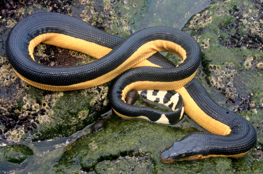 The Yellow-Bellied Sea Snake: Pernicious Predator or Sissy Serpent ...