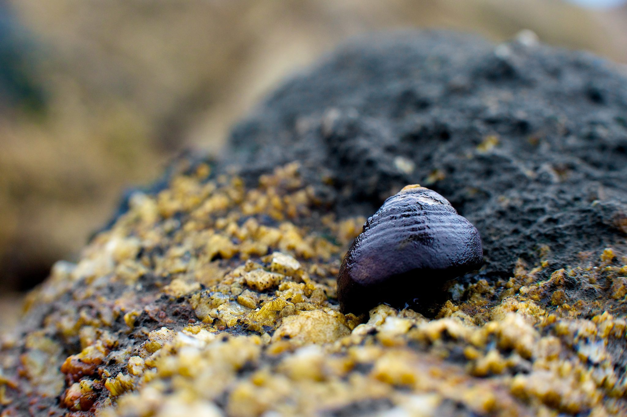 Sea Snails on Acid
