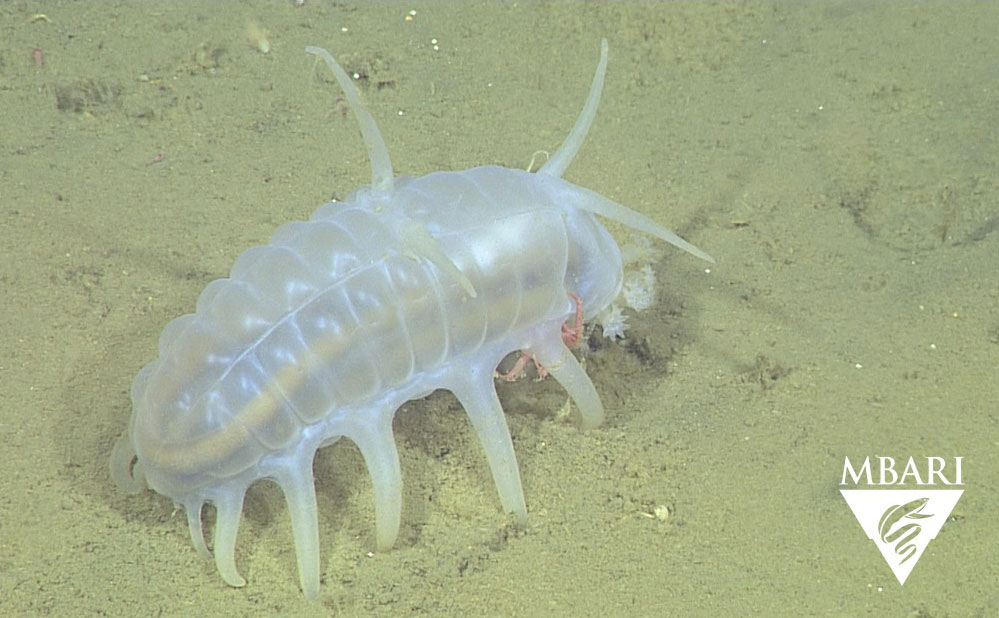 Why are Juvenile Crabs Hitching Rides on Sea Pigs?