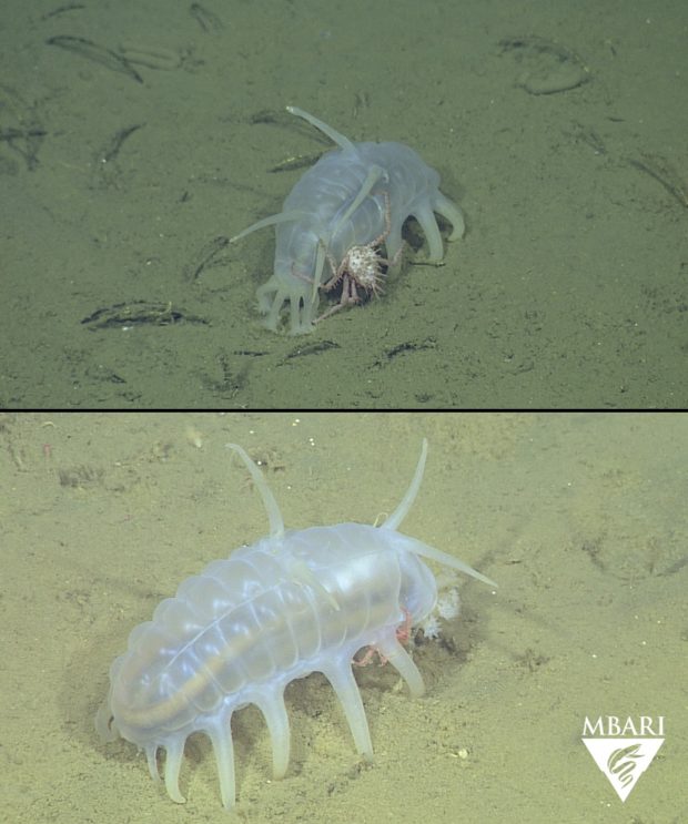 Why are Juvenile Crabs Hitching Rides on Sea Pigs? – UCSC Science Notes