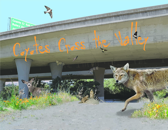 Coyotes Cross The Valley