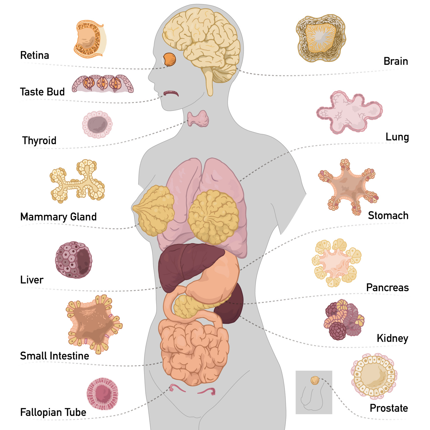 Thinking Outside the Body – UCSC Science Notes