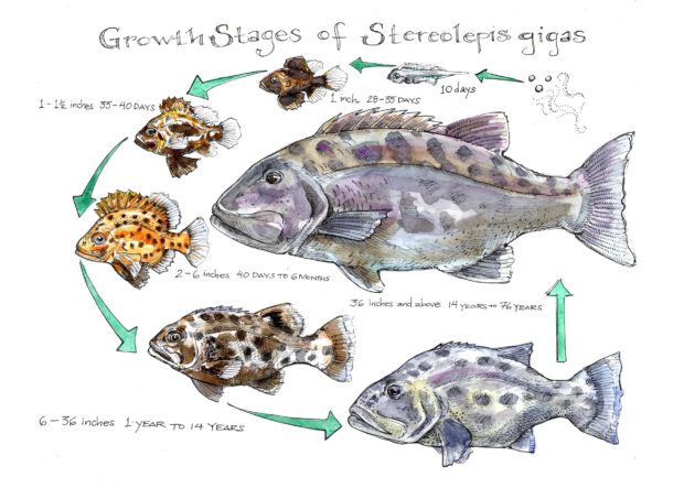 The life stages of the giant sea bass.