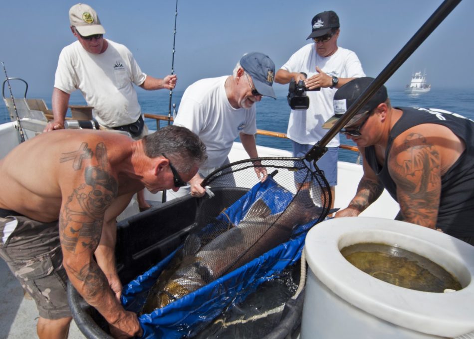 Giant sea bass capture