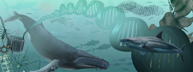 An illustration shows marine animals intermingled with DNA helices. A humpback whale, a white shark and diatoms are in the foreground, along with a device that collects seawater. In the background, a squid, a turtle and a whale swim with a school of fish.