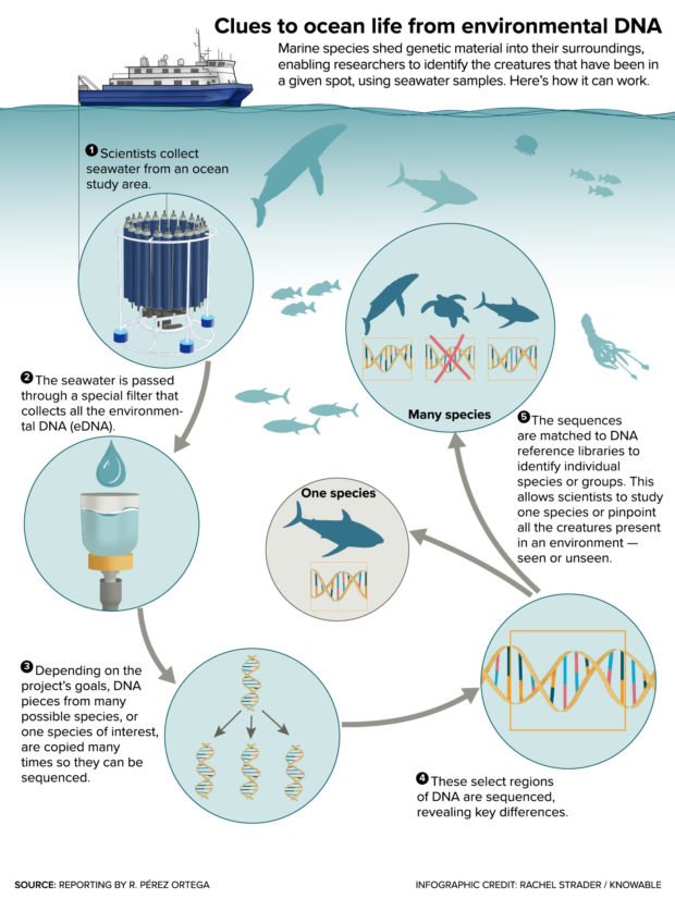 In this infographic, the basic techniques to study environmental DNA are showcased. Scientists collect water samples and then filter them to obtained the DNA. They then multiply the DNA of either one single species or multiple species, depending on the project’s goals. They then sequence the DNA of interest and match it to reference libraries to identify the presence or absence of an individual species or a group of species.