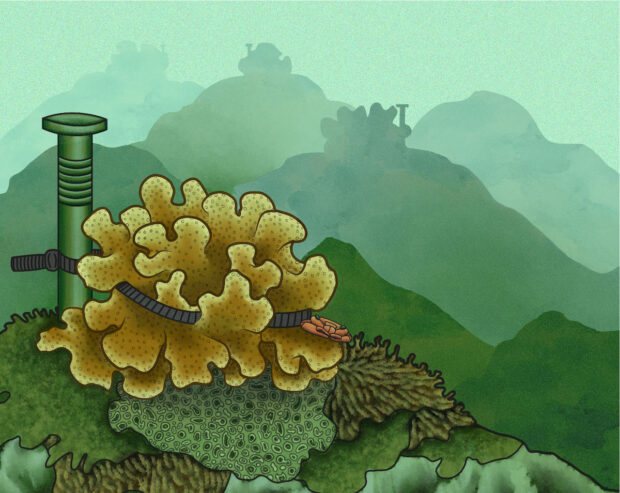 New coral, grown from the underwater garden, attached to an old reef.