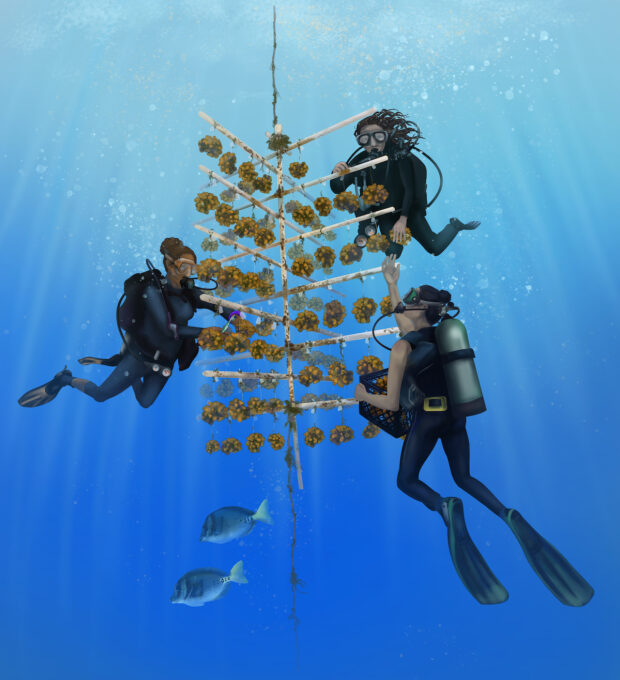 Researchers attach broken coral pieces to underwater structures.