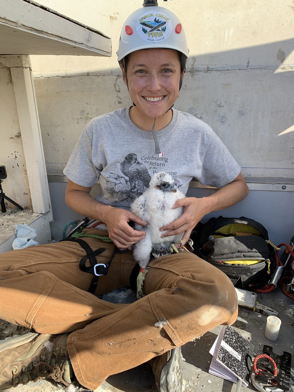 A woman wearing a helmet, gloves and climbingharness holds a white fluffy peregrine falcon chick in her lap.