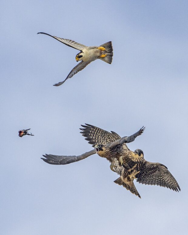 Two young falcons strain to catch a falling morsel of prey in mid-air while their parent swoops in to help.
