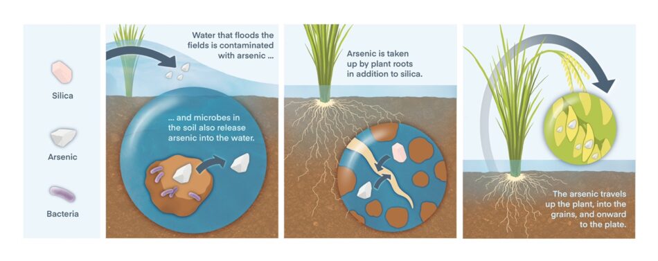 A schematic figure showing how microbes liberate arsenic from the soil so that it can flow through rice paddy waters into rice plants.
