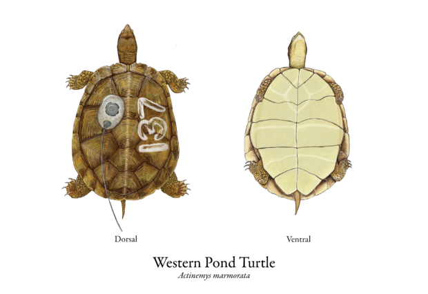 Turning the tides for western pond turtles – UCSC Science Notes