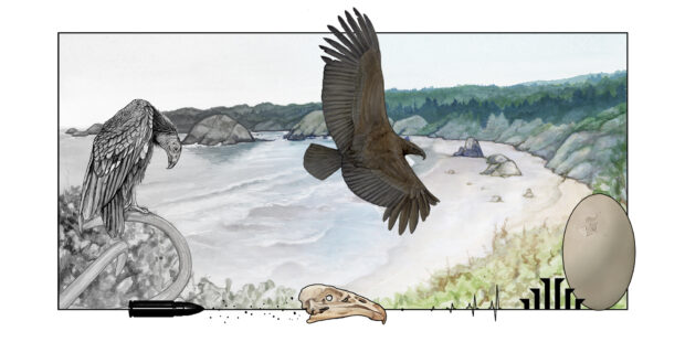 Painting of California condors with a backdrop of the northern California coast