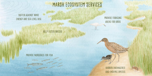 A marsh ecosystem is displayed, and different ecosystem services are pointed out by text: Marshes buffer against wave energy to protect against sea level rise, their vegetation helps filter water and hosts nurseries for fish, they harbor endangered and endemic species, and they provide foraging areas for birds.