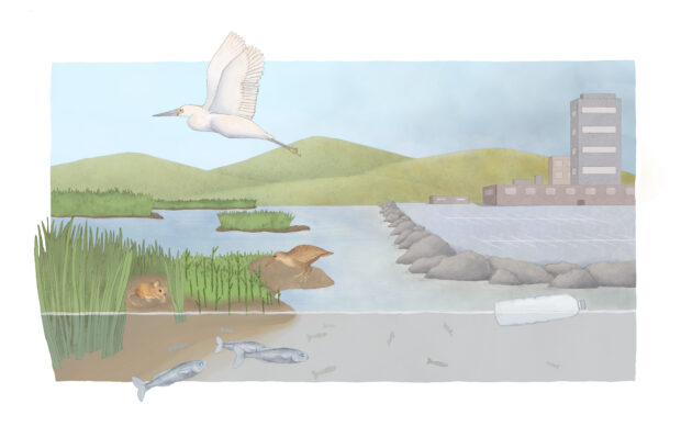 On the left is a healthy marsh with green vegetation, mammal and fish species, and a bird flying overhead. On the right is a levee encircling a parking lot, with high-rise buildings off in the distance.