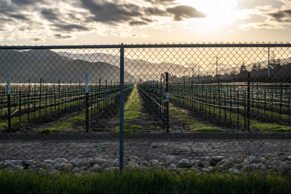 A barren grape field behind a black chainlink fence. The sun lies low on the horizon, silhouetting hazey black hills in the distance. 