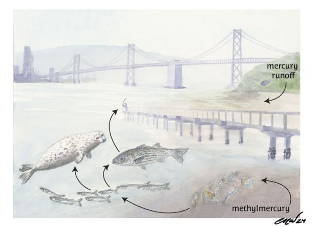 A diagram showing the cycling of mercury in the South Bay.